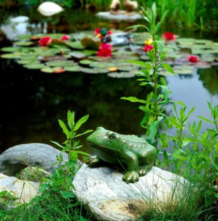 Frog figure in the garden pond