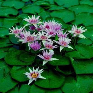 Cape blue water lily