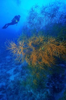 Bushy thorn coral