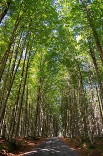 Path and trees in Sumava