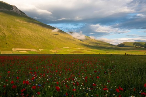 Blooming on Piano Grande di Castelluccio di Norcia