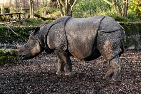 Indian rhinoceros