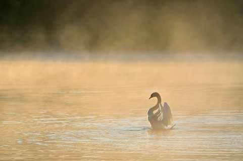 Mute swan