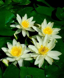 White water lilies