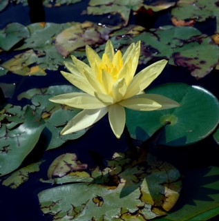 Water lily