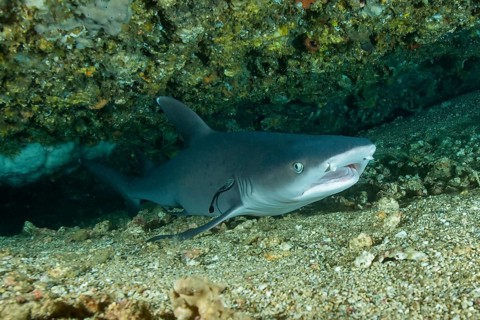 Whitetip reef shark