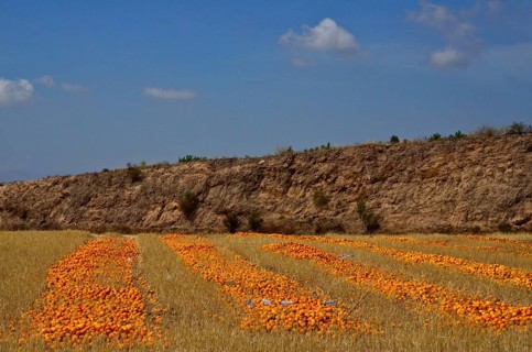 Rows with surplus Harvest of oranges in parched field