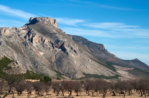 Leafless almond orchard in front of La Muela mountain near Velez Rubio