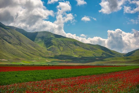 Blooming on plateau Piano Grande