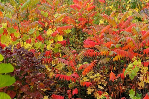 Autumn colours