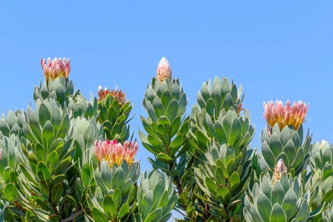 Protea