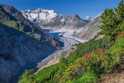 Landscape with blooming alpine roses in front of the Aletsch glacier with Wannenhorn 3906m
