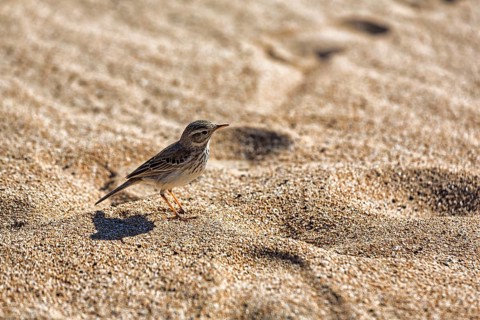 Berthelot's pipit
