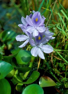 Common water hyacinth