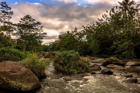 River with jungle