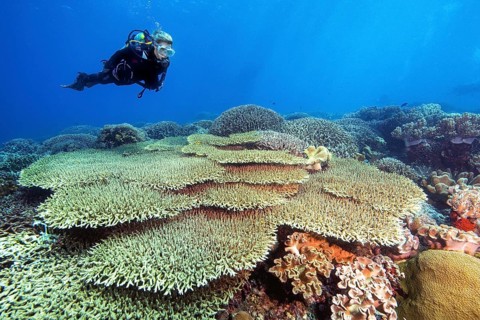 Diver looking up dives over intact hyacinth table coral