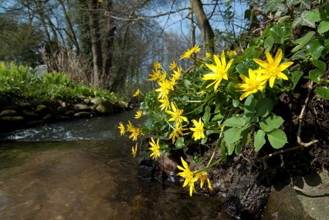Lesser celandine