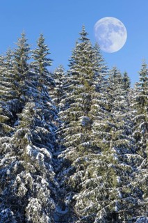 Moon over european silver firs