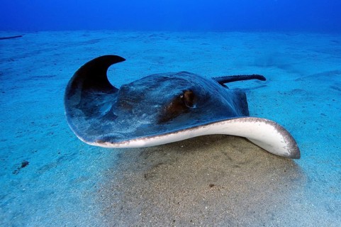 Roughtail stingray