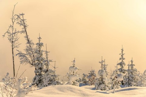 Backlit winter mountain forest