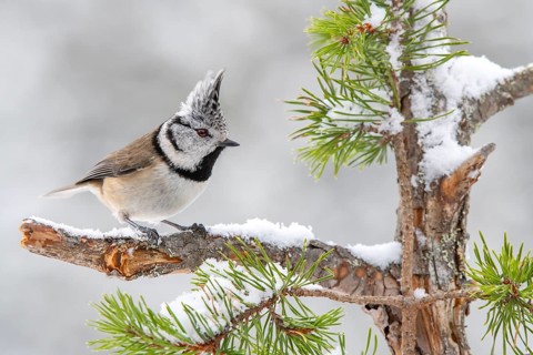 Crested tit