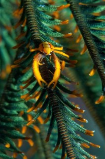 Feather star jumping shrimp