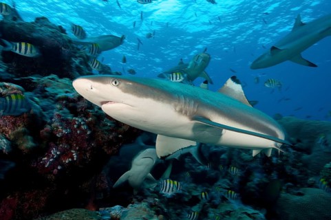 Blacktip reef shark