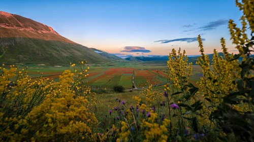 Blooming on Piano Grande di Castelluccio di Norcia