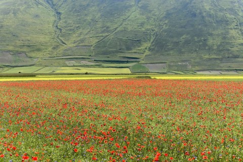 Flower meadow