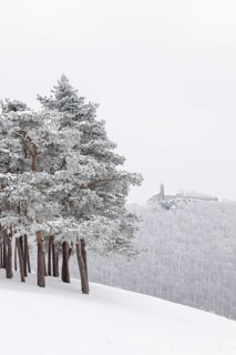 Pine grove