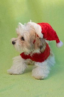 Bolonka Zwetna puppy wearing dog coat and Christmas hat