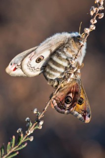 Small emperor moth