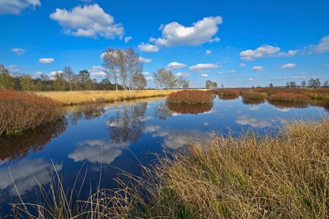Bog landscape with bog myrtle