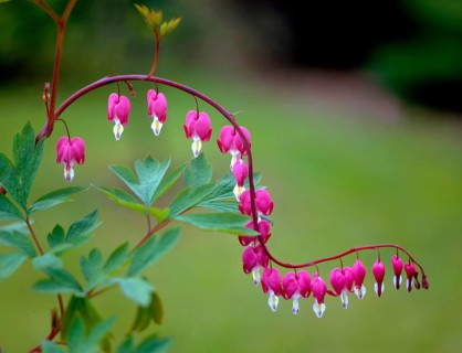 Watering heart