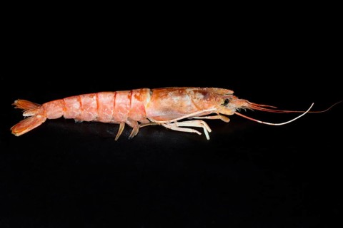 Raw Argentine red shrimp