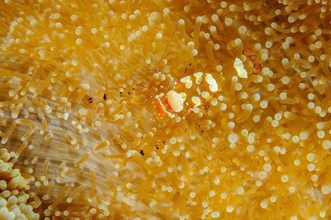 Strangulated anemone glass anemone shrimp
