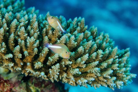 Pair of arc-eye hawkfish