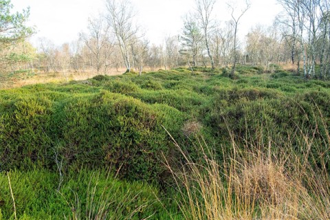 Black crowberry