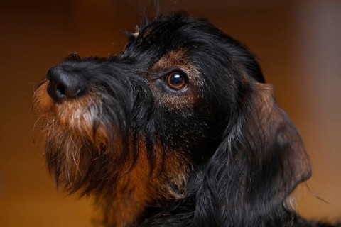 Wire-haired dachshund