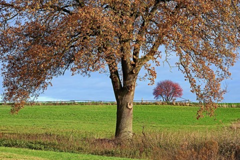 Deciduous trees