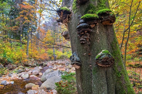 Autumnal Ilse Valley in the Harz Mountains