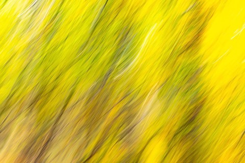 Autumn mosaic