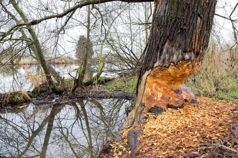 Beaver damage or gnaw marks on tree on the bank of the Fulda near Kassel