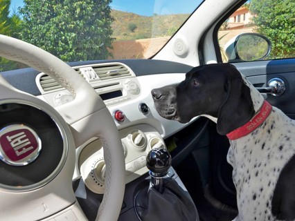 Black and white English pointer sitting in passenger seat in white car
