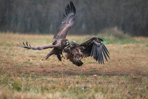White-tailed eagle