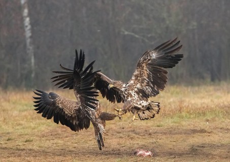 White-tailed eagle