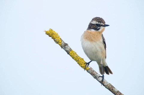 Whinchat