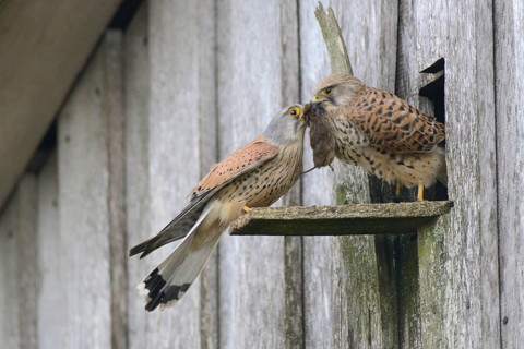 Common kestrels