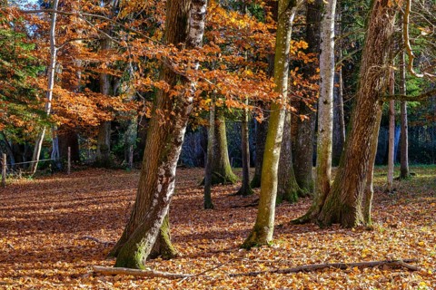 Autumn