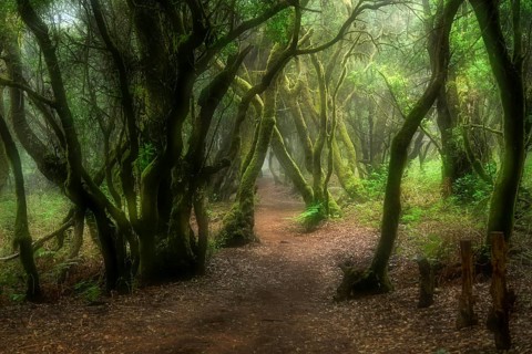 Hiking trail through laurel forest